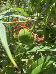 Jatropha multifida