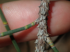 Casuarina obesa