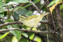 Phylloscopus