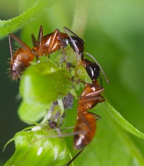 Camponotus americanus