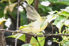 Phylloscopus
