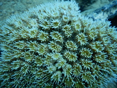 Galaxea fascicularis