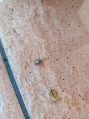 Zygiella x-notata