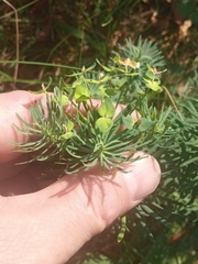 Euphorbia cyparissias