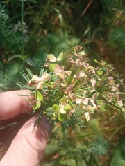 Euphorbia cyparissias