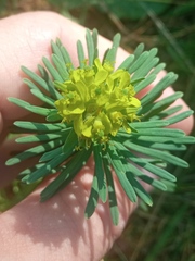 Euphorbia cyparissias