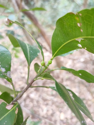 Image of Acronychia imperforata by (c) Tony van Kampen, some rights reserved (CC BY)