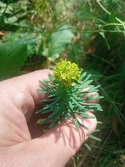 Euphorbia cyparissias