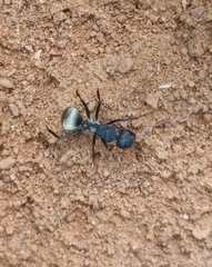 Camponotus sericeus