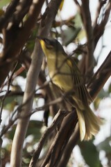Lichenostomus cratitius