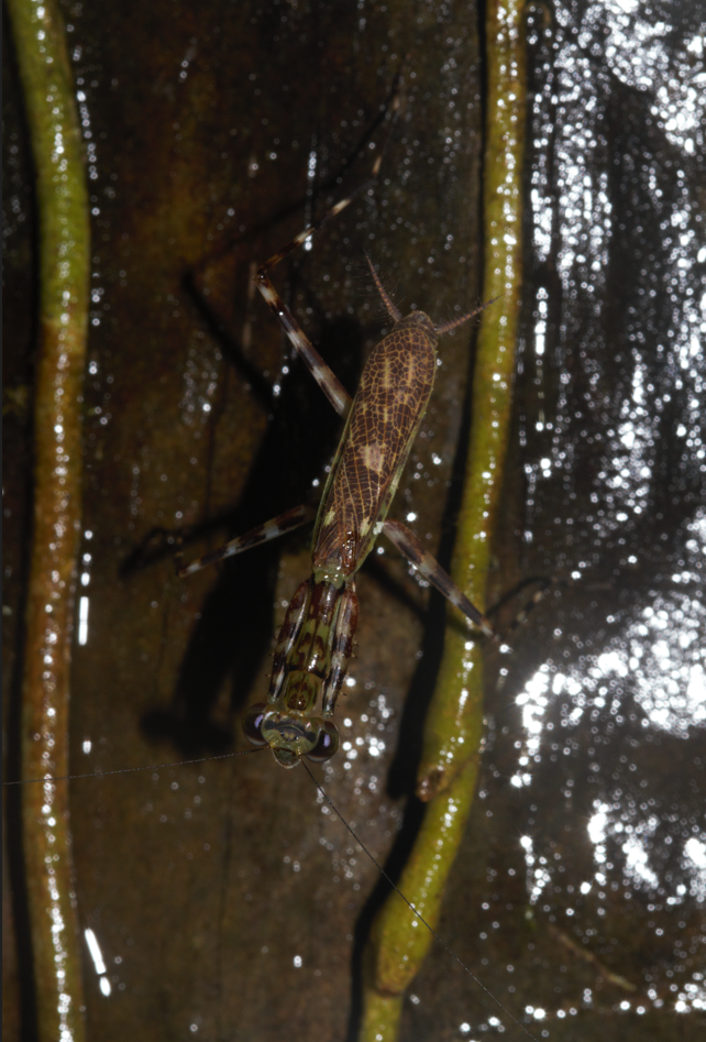 Liturgusa milleri