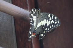 Papilio demodocus
