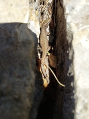 Algyroides nigropunctatus