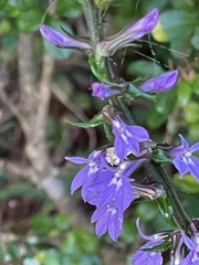 Lobelia puberula