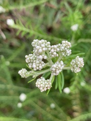 Ozothamnus diosmifolius