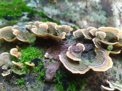 Stereum subtomentosum