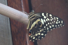 Papilio demodocus