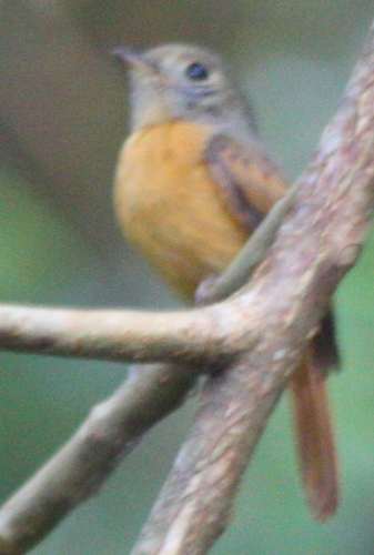 Terenotriccus erythrurus