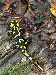 Salamandra salamandra