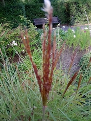 Miscanthus sinensis