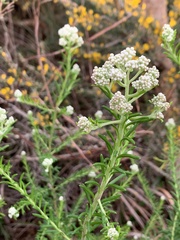 Ozothamnus diosmifolius