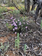 Olearia magniflora