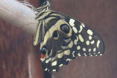 Papilio demodocus