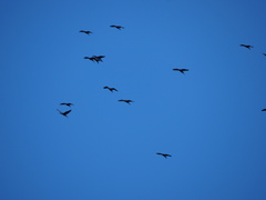 Plegadis chihi