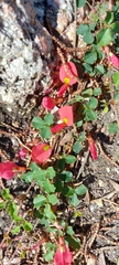 Kennedia prostrata