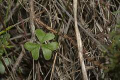Oxalis truncatula