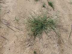 Digitaria sanguinalis