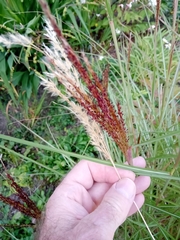 Miscanthus sinensis