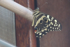 Papilio demodocus