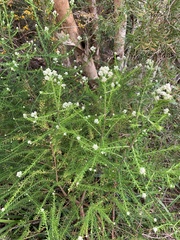 Ozothamnus diosmifolius