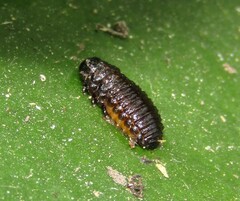 Galerucella nymphaeae