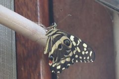 Papilio demodocus