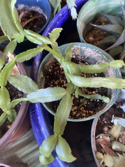 Schlumbergera truncata