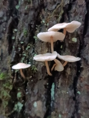 Agaricales
