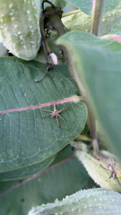 Pisaurina mira
