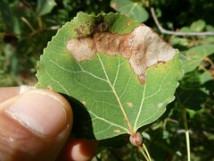 Phyllonorycter