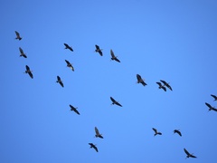 Plegadis chihi