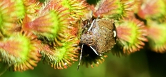 Carpocorini