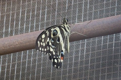 Papilio demodocus