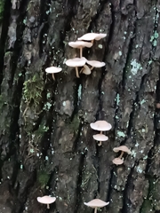 Agaricales