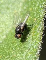 Agromyzinae