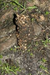 Papio ursinus ursinus