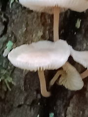 Agaricales