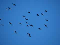 Plegadis chihi
