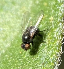 Agromyzinae