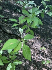 Forestiera acuminata